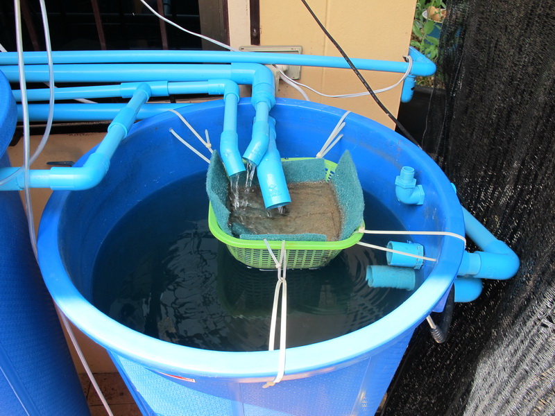 Aquaponics 2013 007.jpg