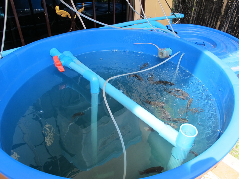 Aquaponics 2013 008.jpg
