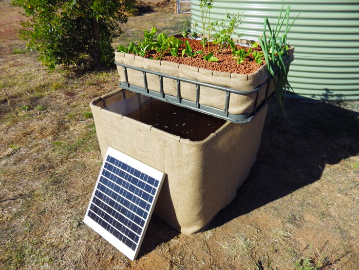 IBC with small plants2-low res.jpg