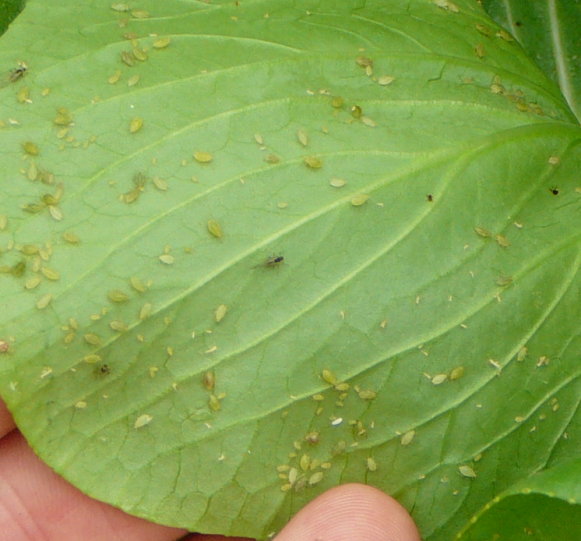 bugs on bok choi.jpg