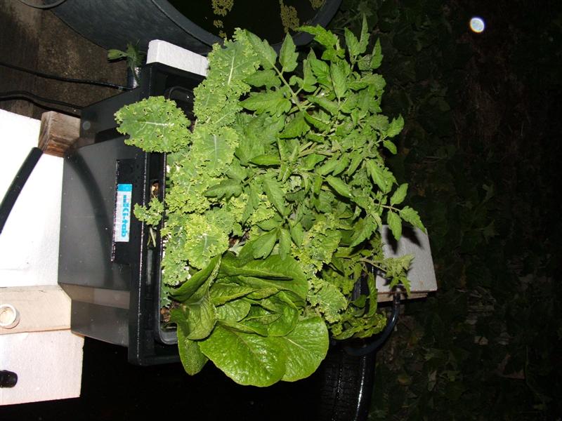 DSCF2607 (Medium).JPG