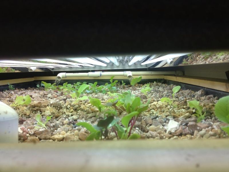 Sunleaves 8 bulb.jpg