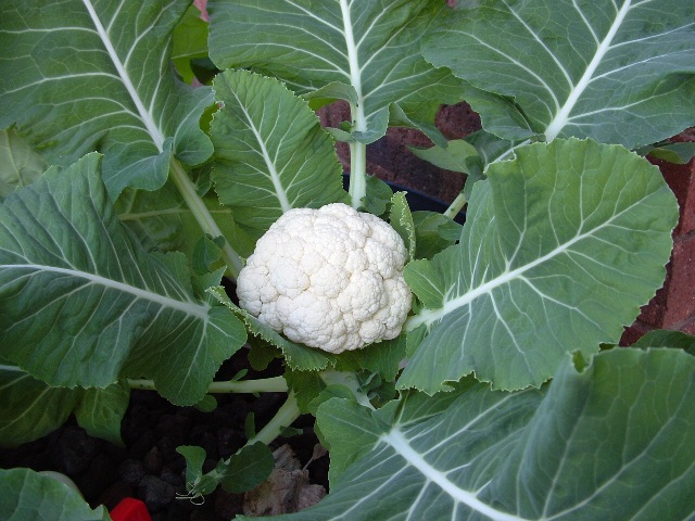 sump,plumbing and door 108.jpg