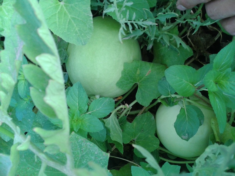 NewMelons.jpg