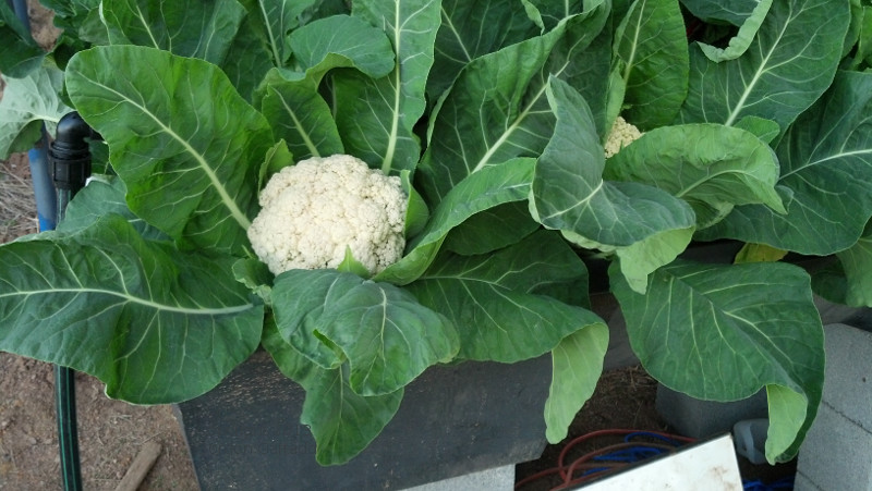 2013-08-15Cauliflower.jpg