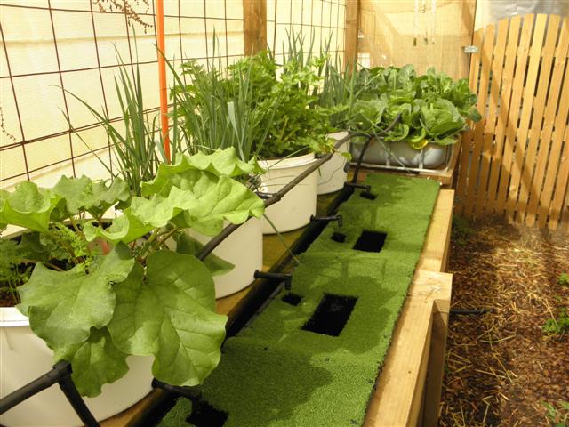 P8170068 (Small).JPG