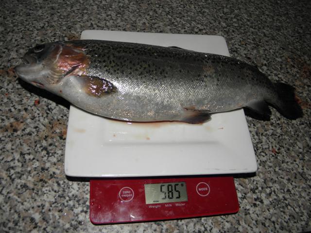 P8140062 (Small).JPG