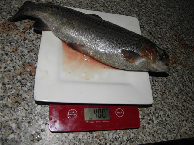 P8140063 (Small).JPG