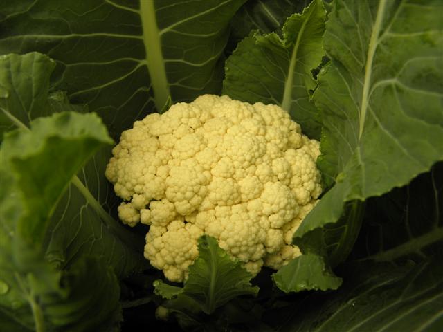 P8170073 (Small).JPG