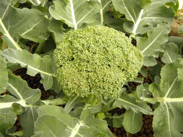 P8170074 (Small).JPG