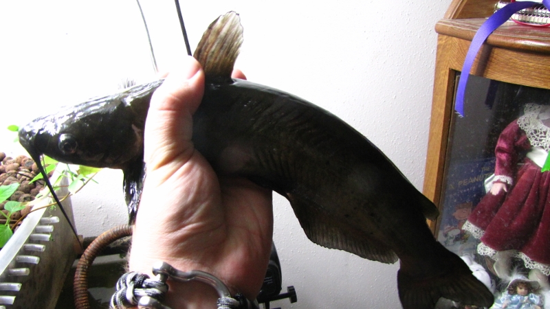 IMG_5301 (800x450).jpg