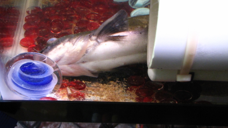 IMG_5303 (800x450).jpg