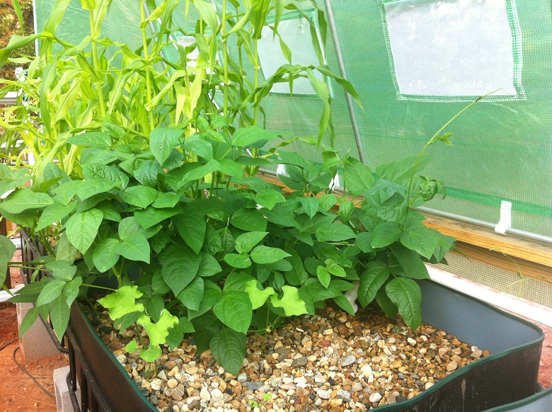 Contender Bean 8-19-13.JPG