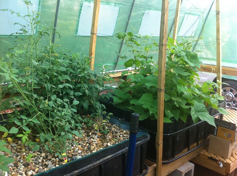 Tom and Grn Bean 8-19-13.JPG