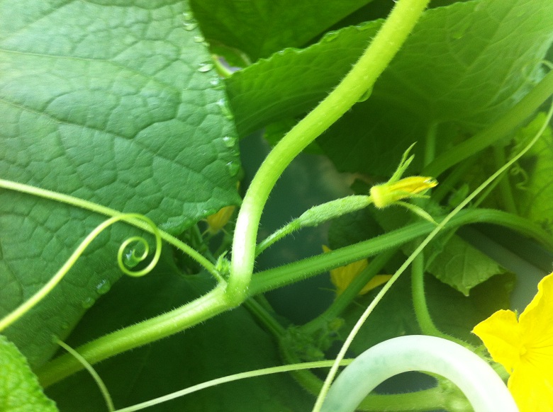 Cucumber 8-19-13.JPG