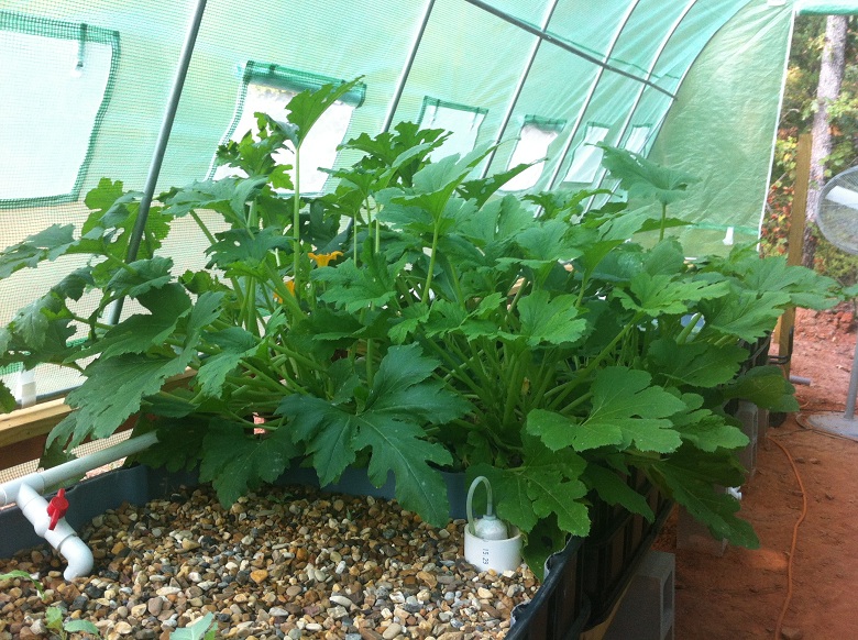 Yellow Squash 8-19-13.JPG