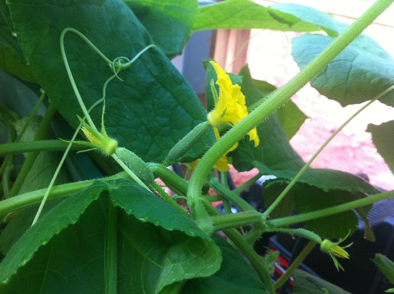 Cucumber 8-20-13.JPG