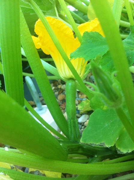 Squash setting on 8-20-13.JPG