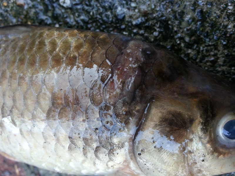 20130820_183938 (Custom).jpg