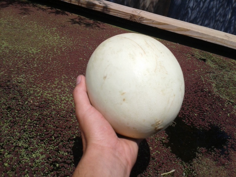 DuckweedToMelon.jpg