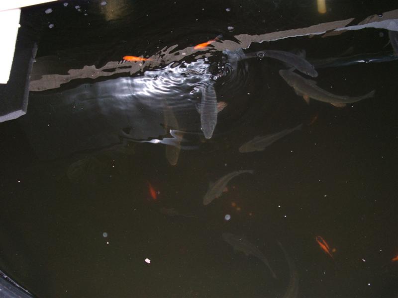 DSCF2624 (Medium).JPG