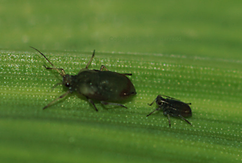 Aphids.on.wheat20130825.jpg