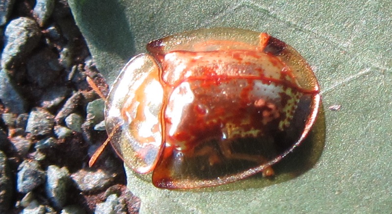 golden tortoise beetle.JPG