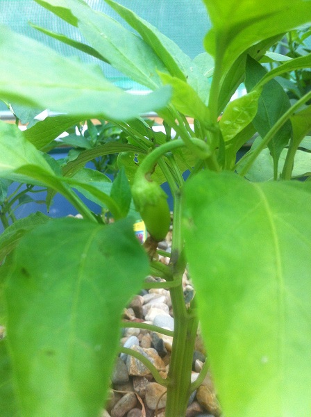 Banna Pepper 8-28-13.JPG