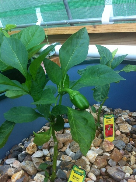 Red Bell Pepper 8-27-13.JPG