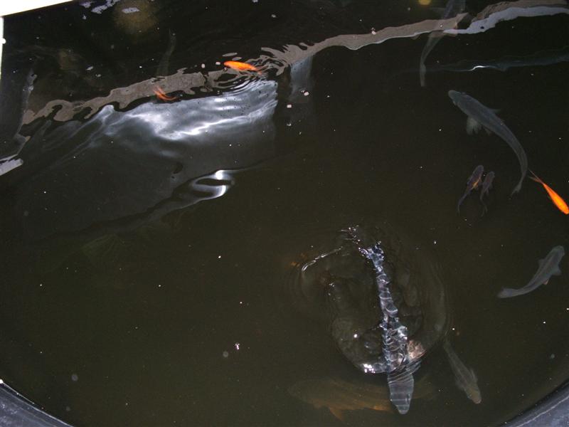 DSCF2623 (Medium).JPG