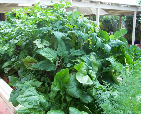 celery 80cm high.jpg