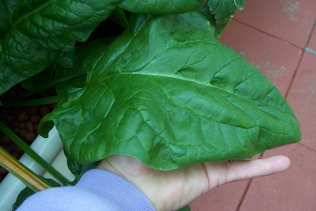 english spinach leaf bigger than my hand.jpg