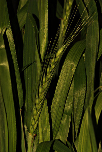 Wheat20130831.jpg
