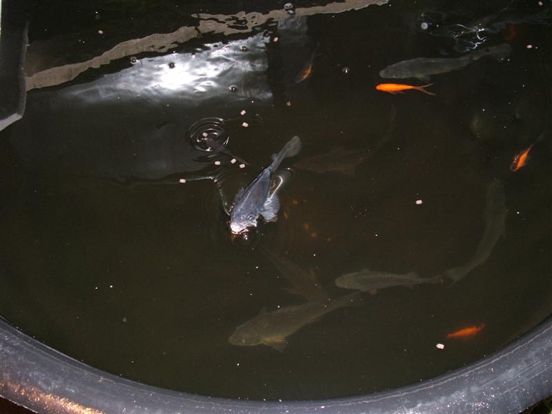 DSCF2622 (Medium).JPG