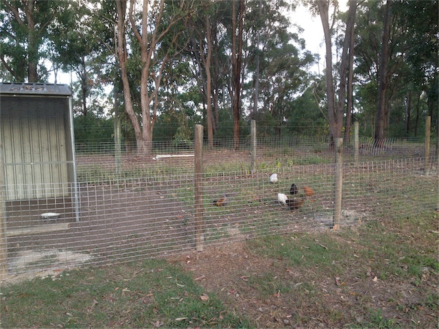 Chook Pen 01.09.13.jpeg