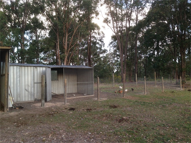 Chook Pen2 01.09.12.jpeg