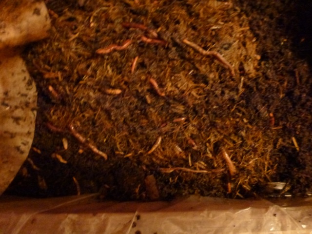 Large handle of horse apples after 24 hours.JPG