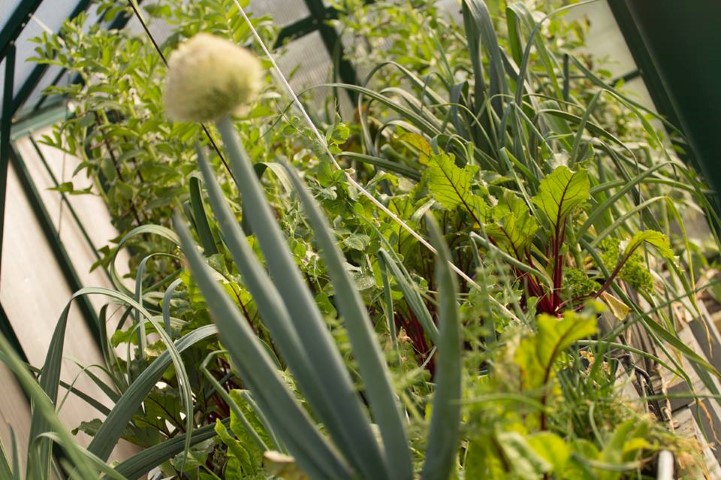aquaponics (Small).jpg