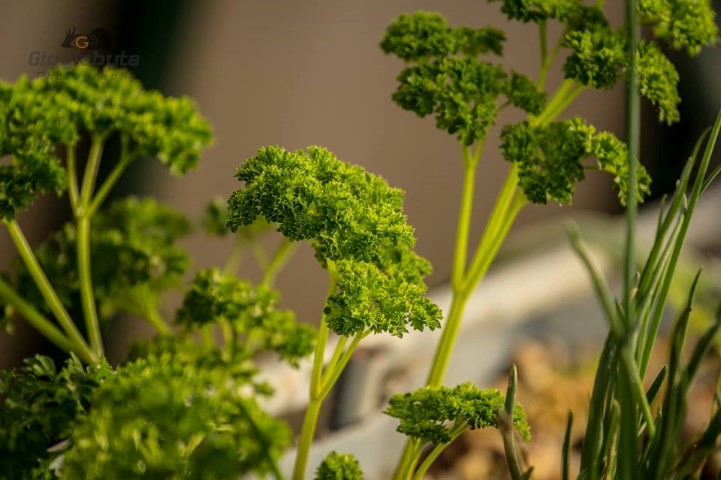 parsley (Small).jpg