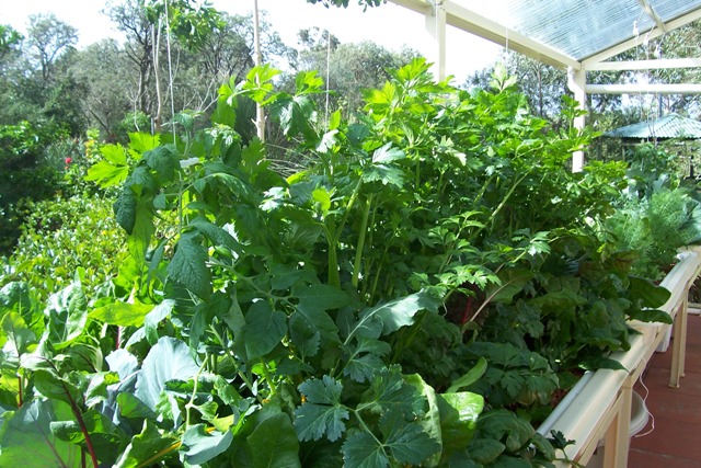 celery and tomatoes having a race to the top, celery 80cm tall but hollow.jpg