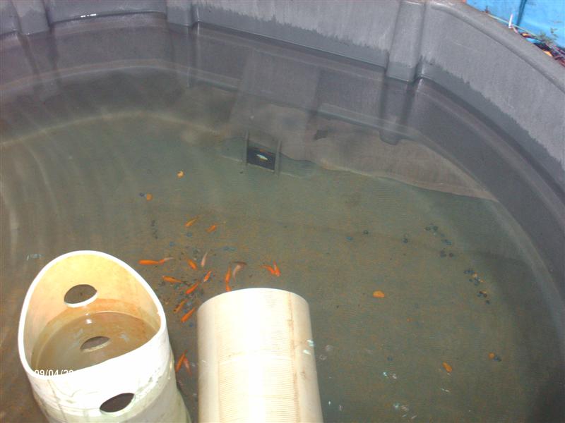 Fish tank 300 gal..jpg