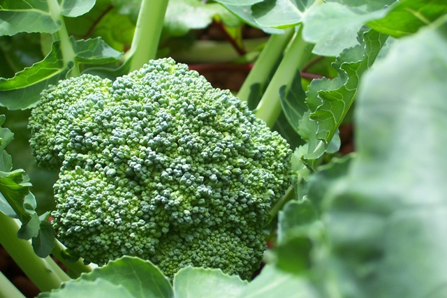broccoli looking good.jpg