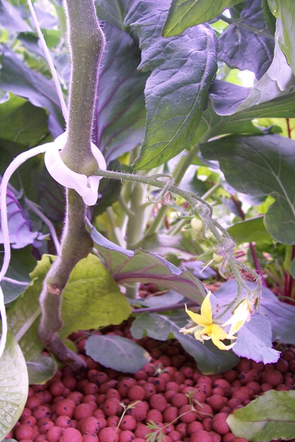 tying up the tomatoes 009.jpg