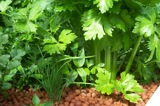 celery in the chinese bed.jpg