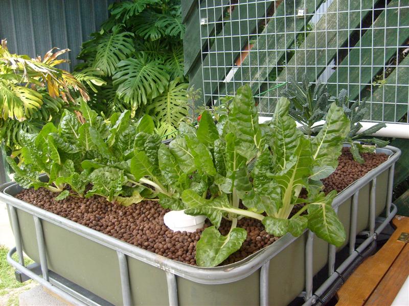 S6303111 (Medium).JPG