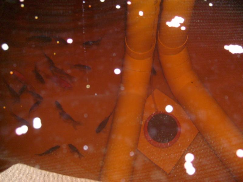 S6303106 (Medium).JPG