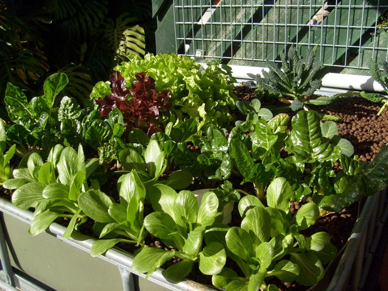 S6303073 (Medium).JPG