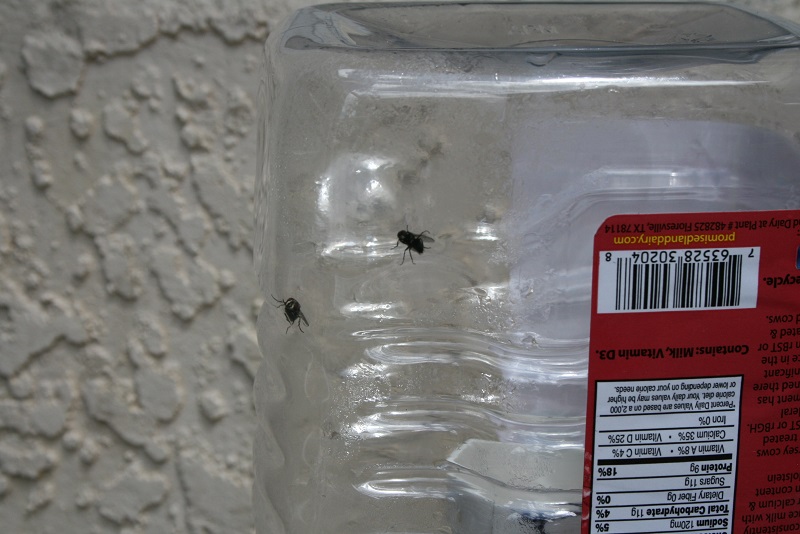 IMG_6744 800x600.jpg