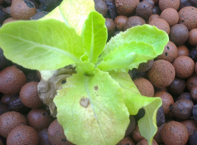 IMAG0509 (640x474).jpg