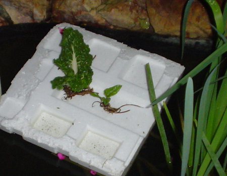 Floating silverbeet.jpg